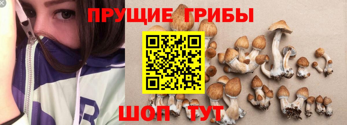 Галлюциногенные грибы Psilocybe Назрань